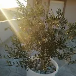 Daire Katelia's Almiropótamos